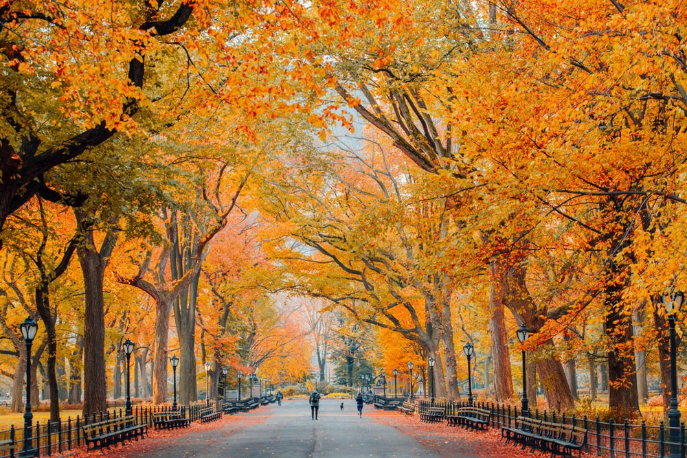 Central Park a New York