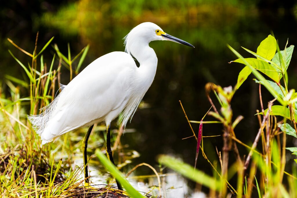 Tour Everglades in Italiano con Miami Opzionale