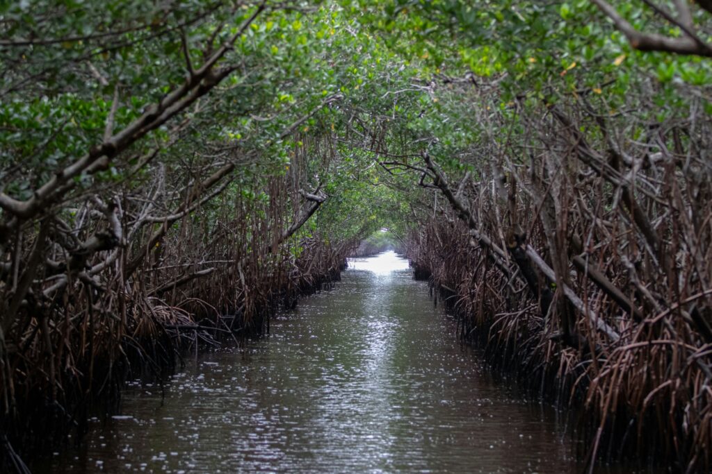Tour Everglades in Italiano con Miami Opzionale