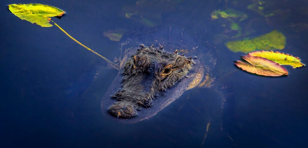 Tour Everglades in Italiano con Miami Opzionale