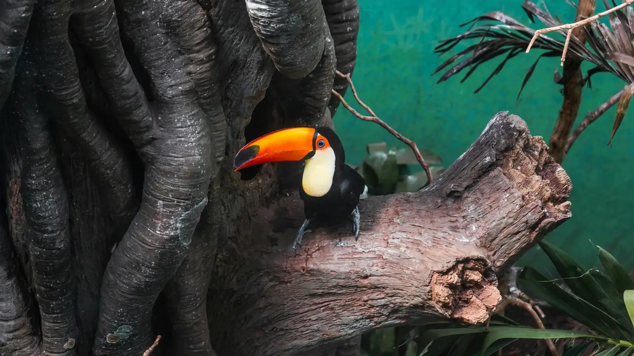 Bronx Zoo