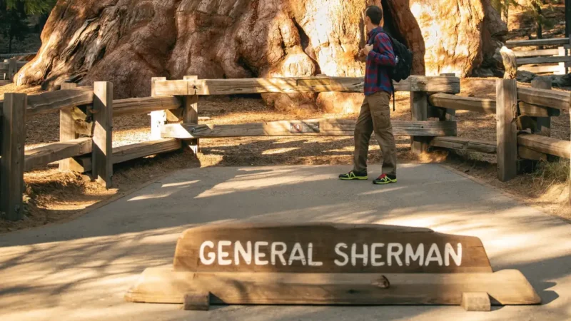 General Sherman al Sequoia Park