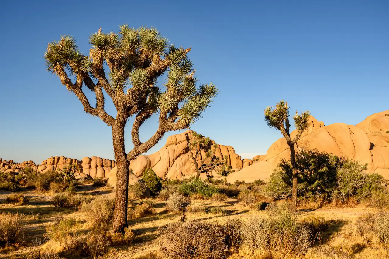 Alberi di Joshua (Yucca brevifolia) tra le formazioni rocciose di granito del parco nazionale Joshua Tree
