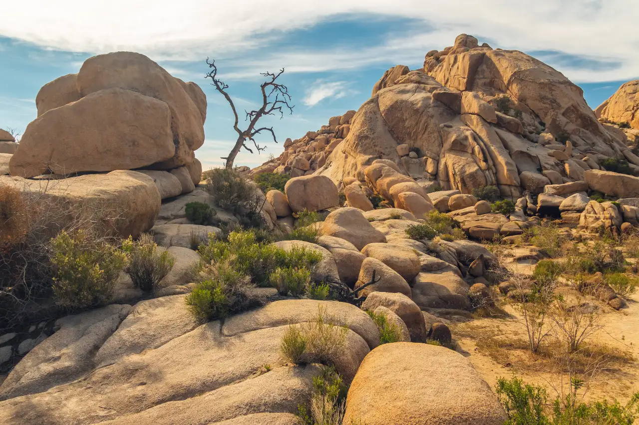 Alberi e rocce lungo il sentiero nel Joshua Tree National Park
