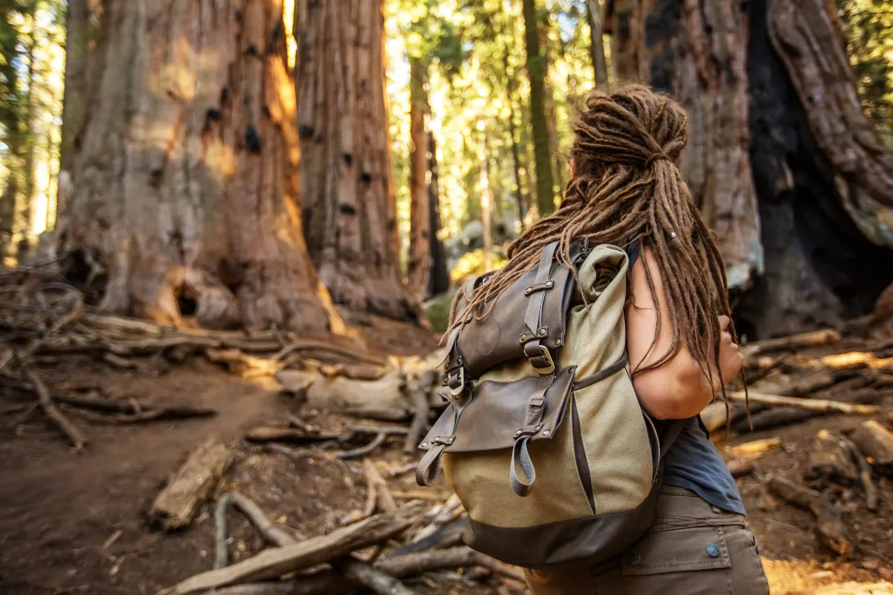 alberi al Sequoia Park