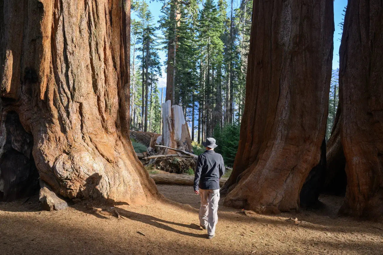 Passeggiata al Sequoia Park