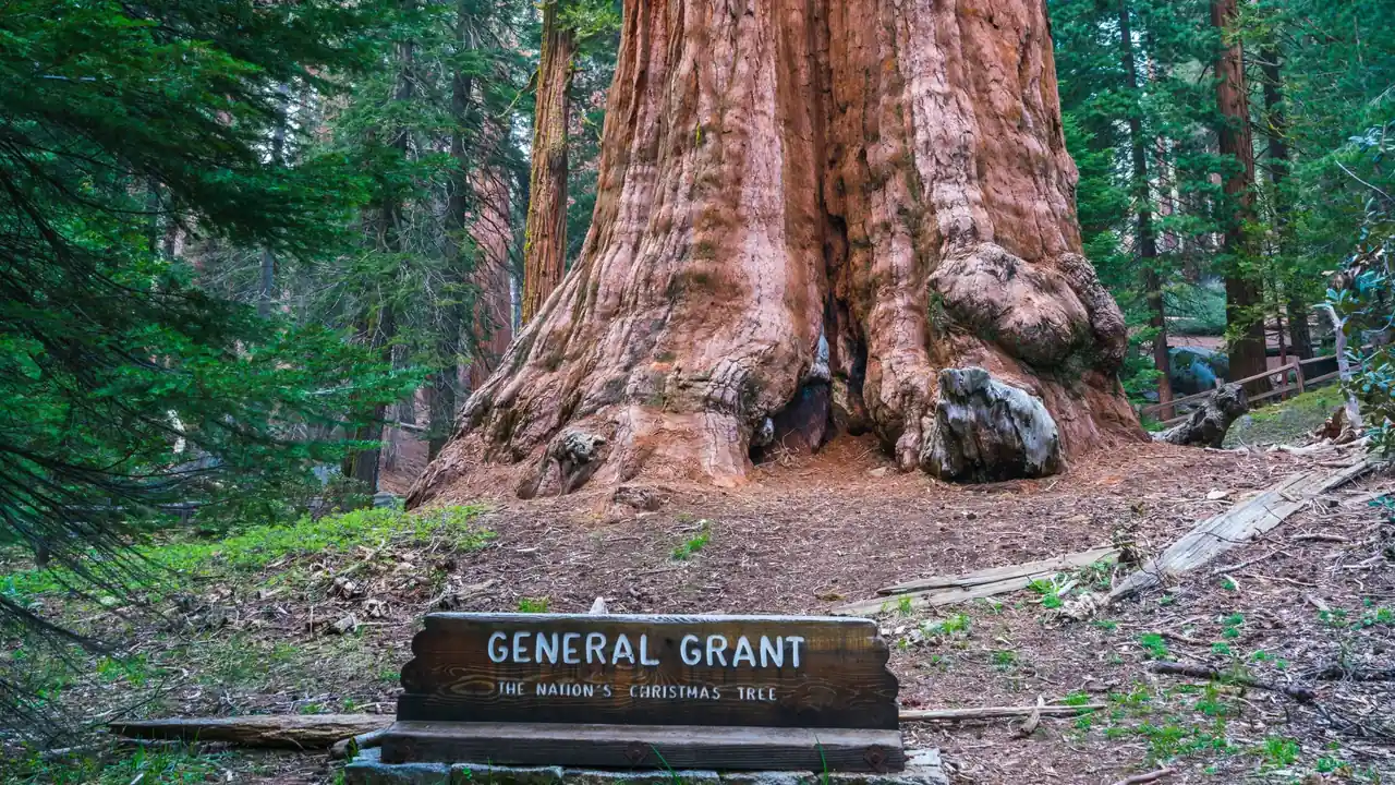 General Grant al Sequoia National Park