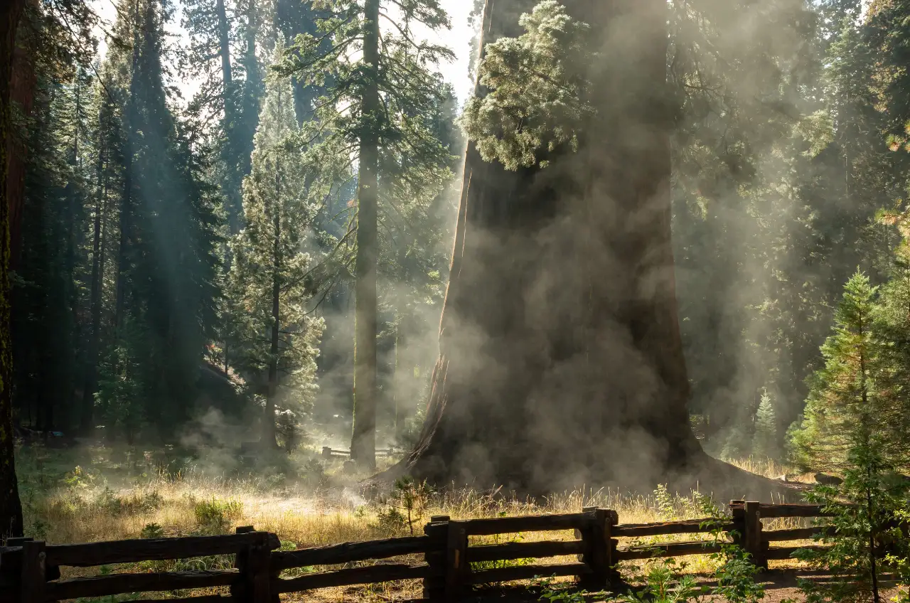 Vista mattutina di una Sequoia al parco