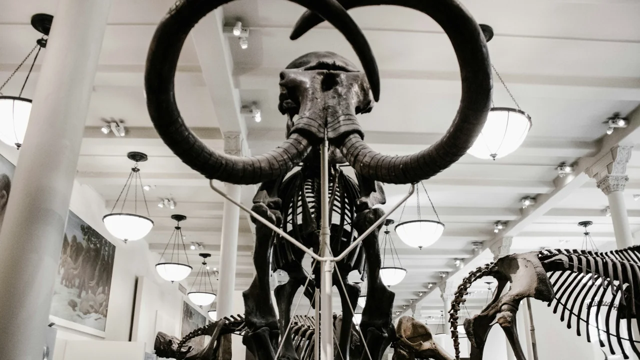 Scheletro Mammut al Museo di Storia Naturale New York