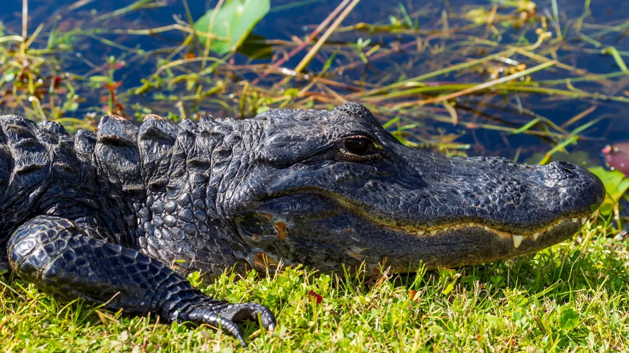 Alligatore nel parco di Everglades in Florida