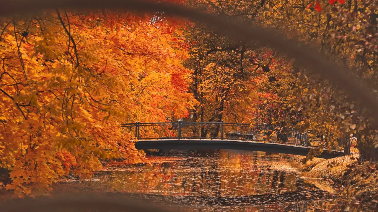 Foliage a New York
