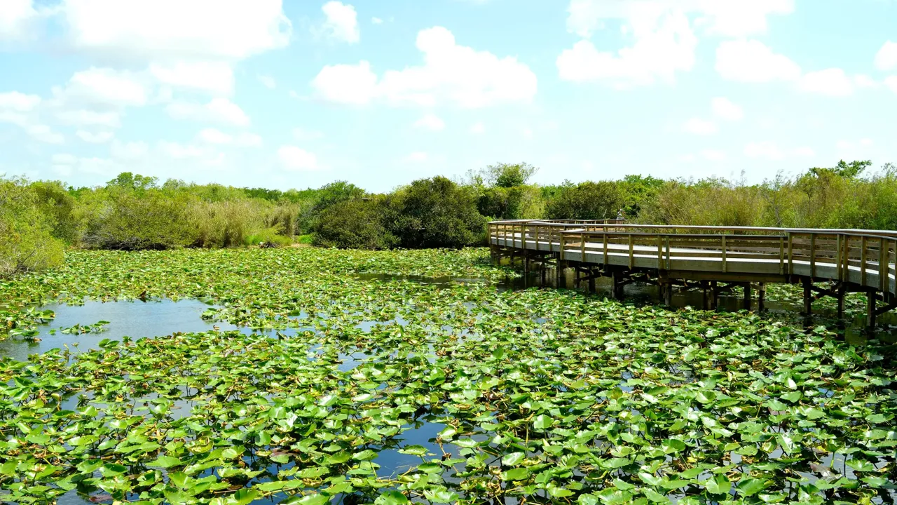 Everglades, un fiume di erba