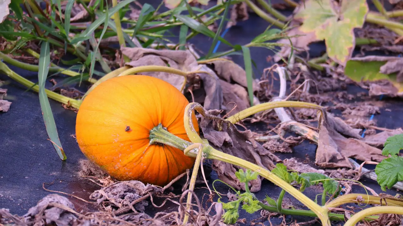 Zucca durante la raccolta per Halloween a New York